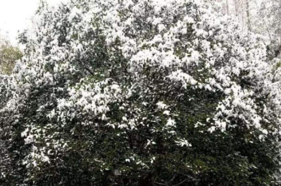 桂花树春夏秋冬的特点 桂花树春夏秋冬的特点