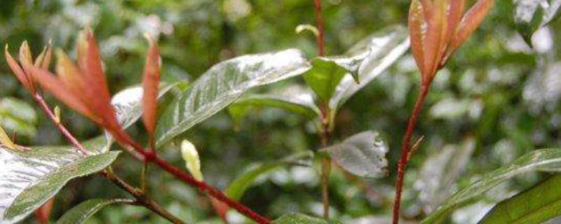 桂花树春夏秋冬的特点 桂花树春夏秋冬的特点