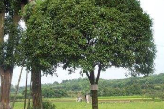 桂花树春夏秋冬的特点 桂花树春夏秋冬的特点