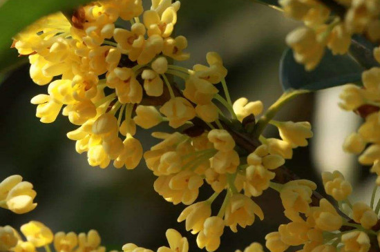 桂花十二月开正常吗 桂花十二月开正常吗
