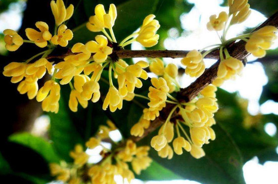 桂花十二月开正常吗 桂花十二月开正常吗