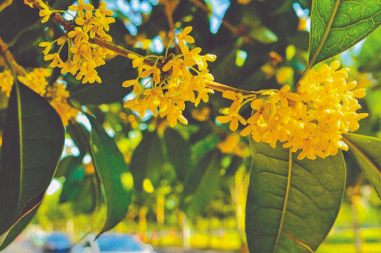 桂花十二月开正常吗 桂花十二月开正常吗