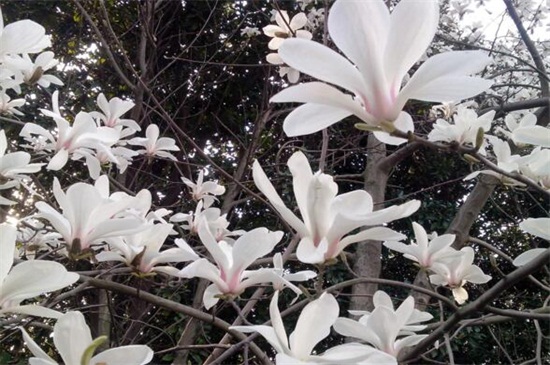 玉兰花什么时候开 玉兰花什么时候开