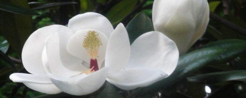 玉兰花什么时候开 玉兰花什么时候开