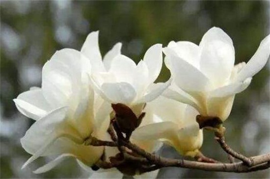 玉兰花什么时候开 玉兰花什么时候开