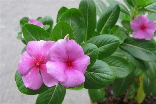 长春花冬天会死吗 长春花冬天会死吗