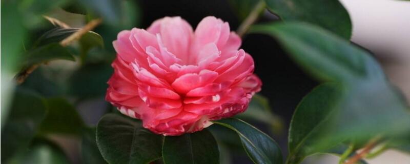 茶花为什么开一半就花蔫了 茶花为什么开一半就花蔫了