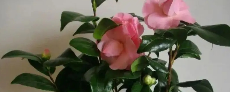 茶花移栽时间和方法 茶花移栽时间和方法