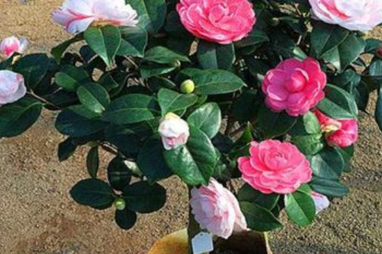 茶花移栽时间和方法 茶花移栽时间和方法