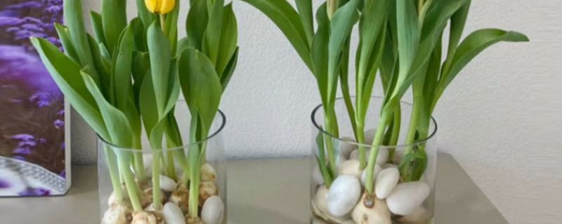 郁金香水培发霉可以不管吗 郁金香水培发霉可以不管吗