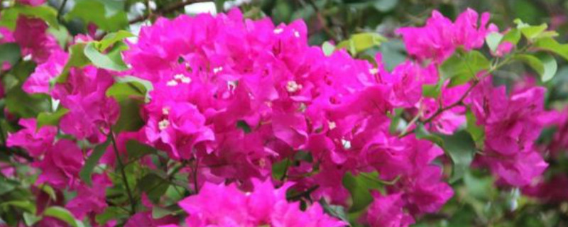 三角梅几月开花 三角梅几月开花