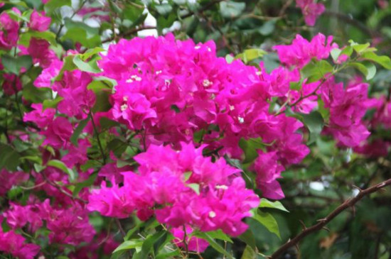 三角梅几月开花 三角梅几月开花