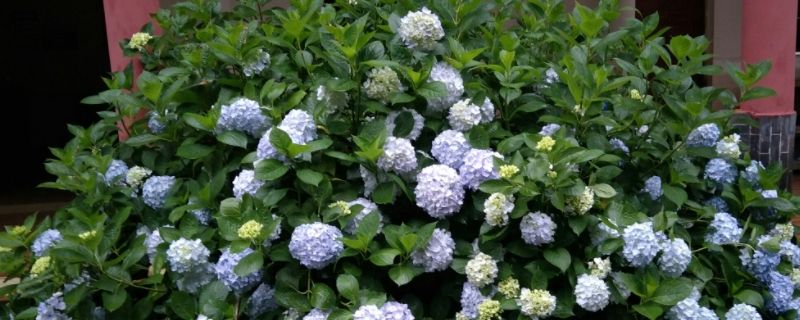 绣球花怎么醒花方法 绣球花怎么醒花方法