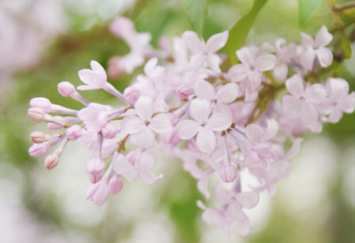 丁香花花语:惹人怜爱,忧愁思念 丁香花花语:惹人怜爱,忧愁思念