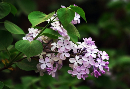 丁香花花语:惹人怜爱,忧愁思念 丁香花花语:惹人怜爱,忧愁思念