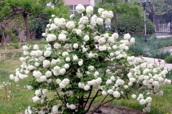 木绣球花的养殖方法 木绣球花的养殖方法