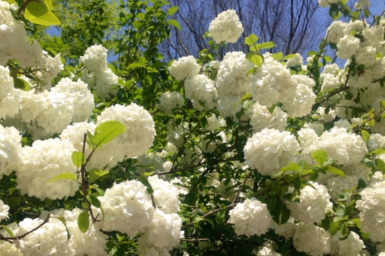 木绣球花的养殖方法 木绣球花的养殖方法