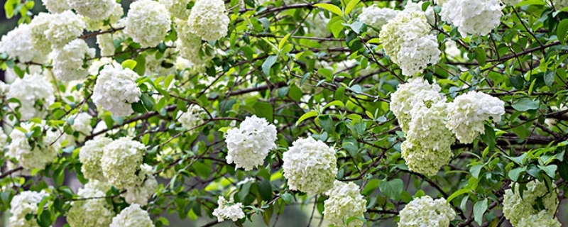 木绣球花的养殖方法 木绣球花的养殖方法