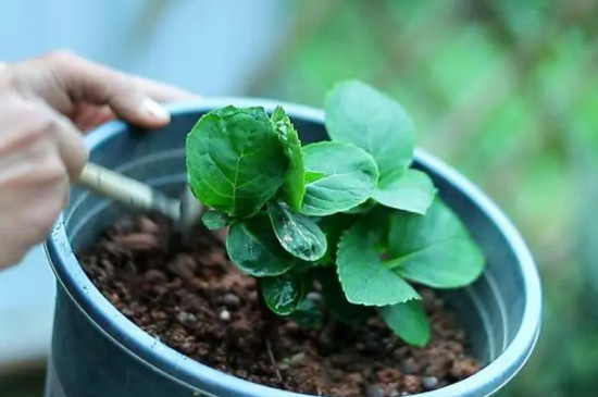 绣球花茎上的小黑点怎么回事 绣球花茎上的小黑点怎么回事