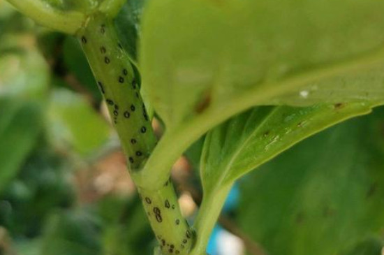 绣球花茎上的小黑点怎么回事 绣球花茎上的小黑点怎么回事