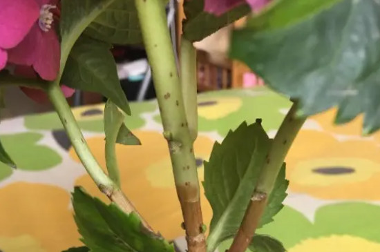 绣球花茎上的小黑点怎么回事 绣球花茎上的小黑点怎么回事