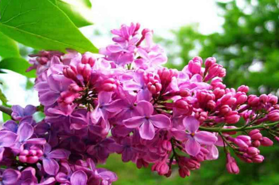 盆栽丁香花怎么修剪 盆栽丁香花怎么修剪