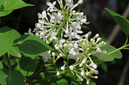 盆栽丁香花怎么修剪 盆栽丁香花怎么修剪