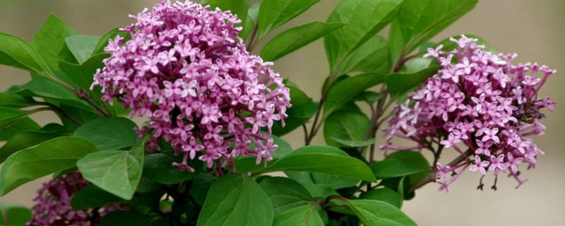 盆栽丁香花怎么修剪 盆栽丁香花怎么修剪