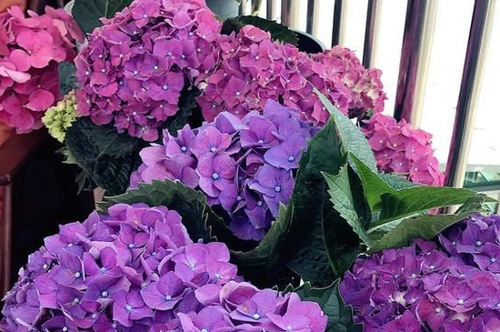 绣球花插水为什么蔫了 绣球花插水为什么蔫了