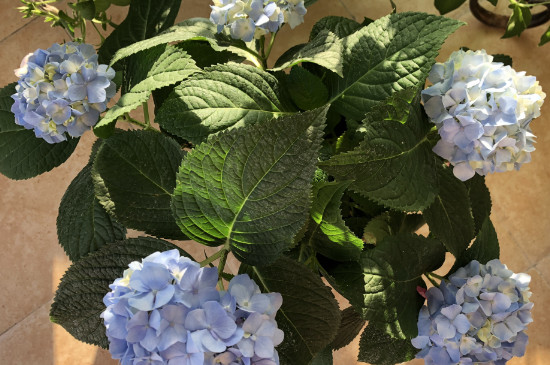 绣球花插水为什么蔫了 绣球花插水为什么蔫了