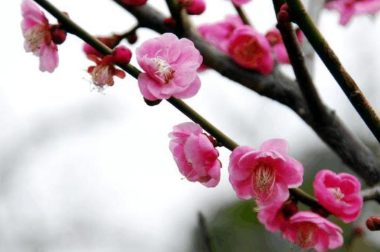 梅花夏季光杆了还能活吗 梅花夏季光杆了还能活吗