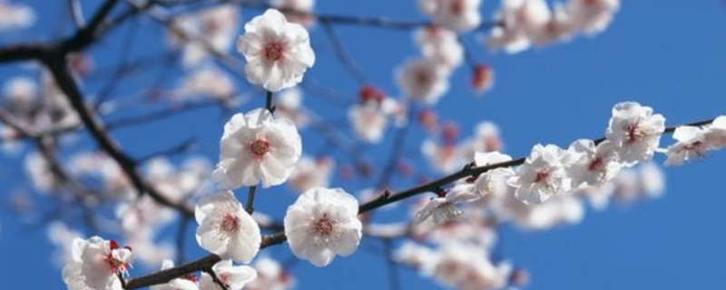 梅花夏季光杆了还能活吗 梅花夏季光杆了还能活吗