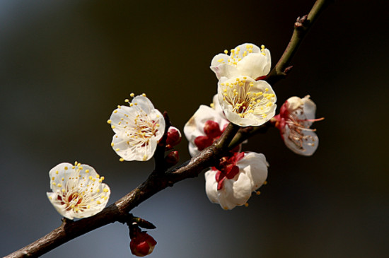 梅花夏季光杆了还能活吗 梅花夏季光杆了还能活吗