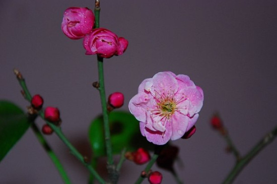 梅花夏季光杆了还能活吗 梅花夏季光杆了还能活吗