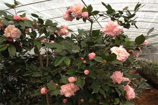 山茶花为什么掉叶子,浇水预防病虫危害 山茶花为什么掉叶子,浇水预防病虫危害