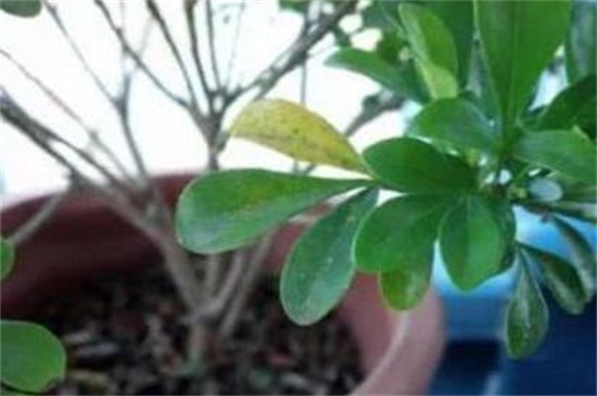 米兰花叶子发蔫怎么办 米兰花叶子发蔫怎么办