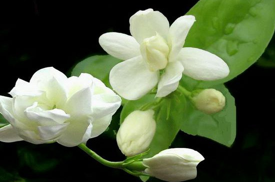 茉莉花耐寒多少度 茉莉花耐寒多少度
