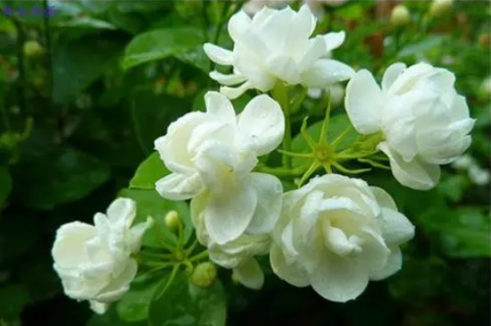 茉莉花耐寒多少度 茉莉花耐寒多少度