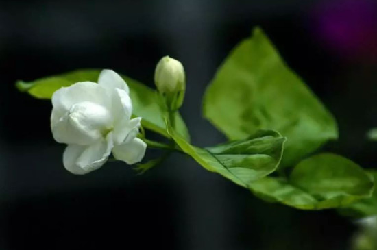 茉莉花耐寒多少度 茉莉花耐寒多少度