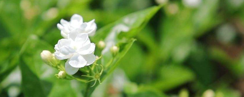 茉莉花耐寒多少度 茉莉花耐寒多少度