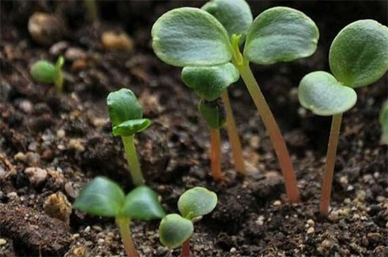 凤仙花种子发芽的过程 凤仙花种子发芽的过程
