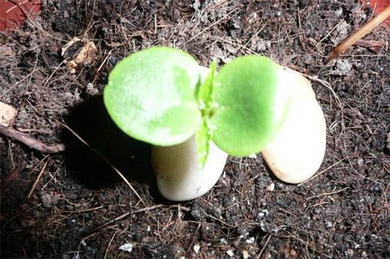 凤仙花种子发芽的过程 凤仙花种子发芽的过程