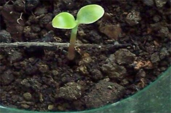 凤仙花种子发芽的过程 凤仙花种子发芽的过程