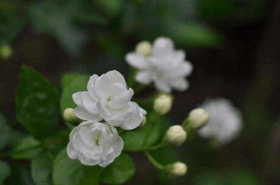 茉莉花叶子发黄怎么办 茉莉花叶子发黄怎么办