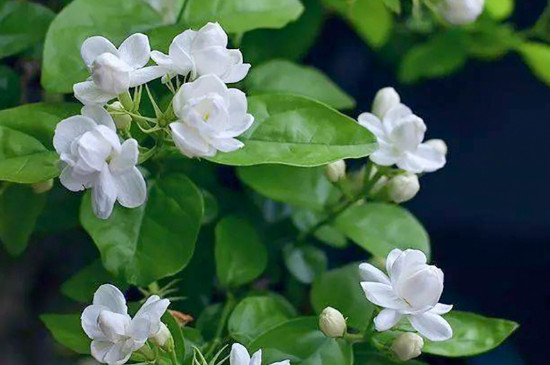 茉莉花叶子发黄怎么办 茉莉花叶子发黄怎么办
