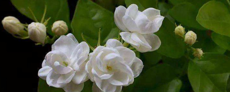 茉莉花叶子发黄怎么办 茉莉花叶子发黄怎么办