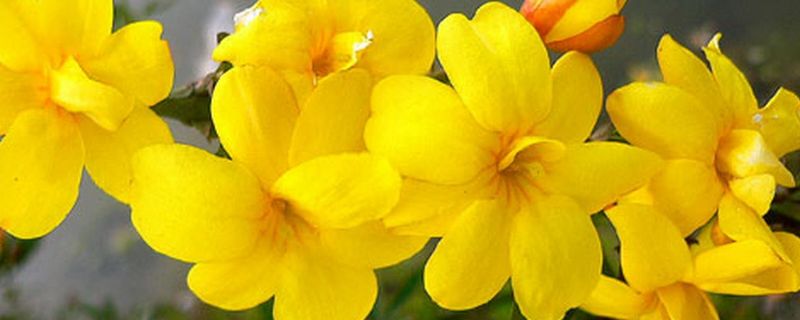 立春的代表花是什么花 立春的代表花是什么花