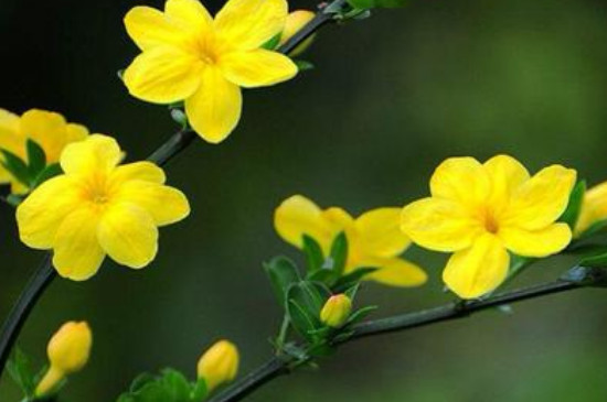 立春的代表花是什么花 立春的代表花是什么花