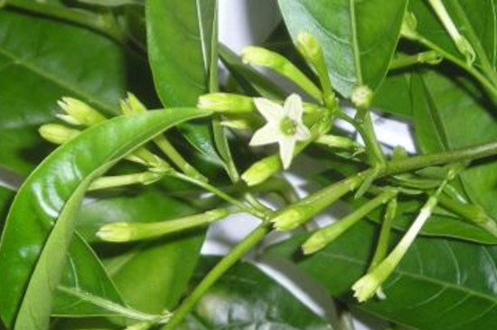 夜来香花的功效 夜来香花的功效