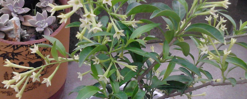 夜来香花的功效 夜来香花的功效
